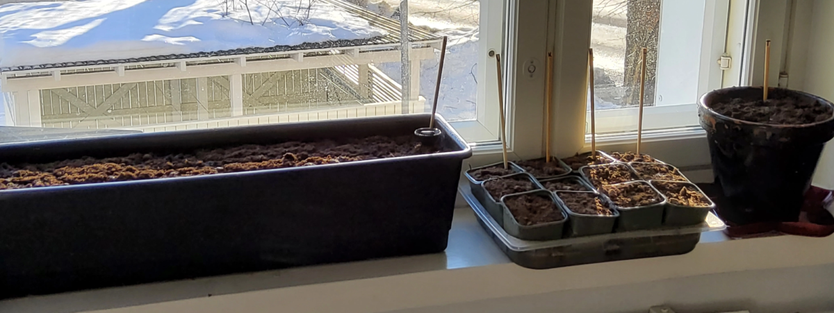 parvekelaatikko, kukkaruukku ja pieniä taimiruukkuja aamuaurinkoisella ikkunalaudalla