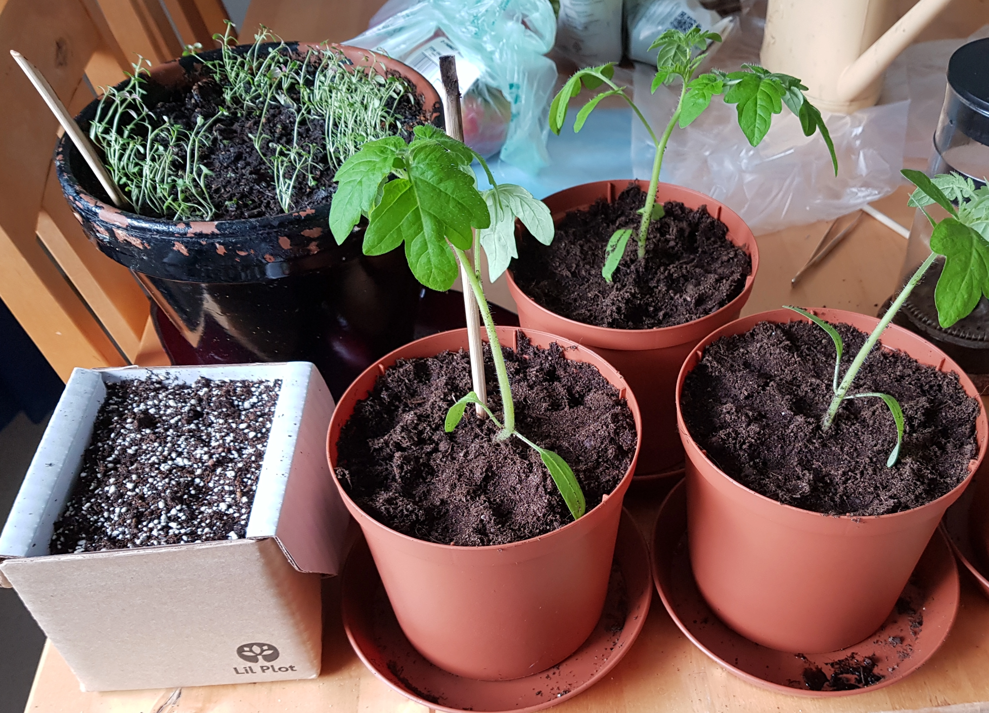 Tomaatin taimia, Lil Plot pahviruukku eukalyptuksen kasvattamiseen ja villamaisia pieniä timjamin alkuja ruukuissa keittiön pöydällä.