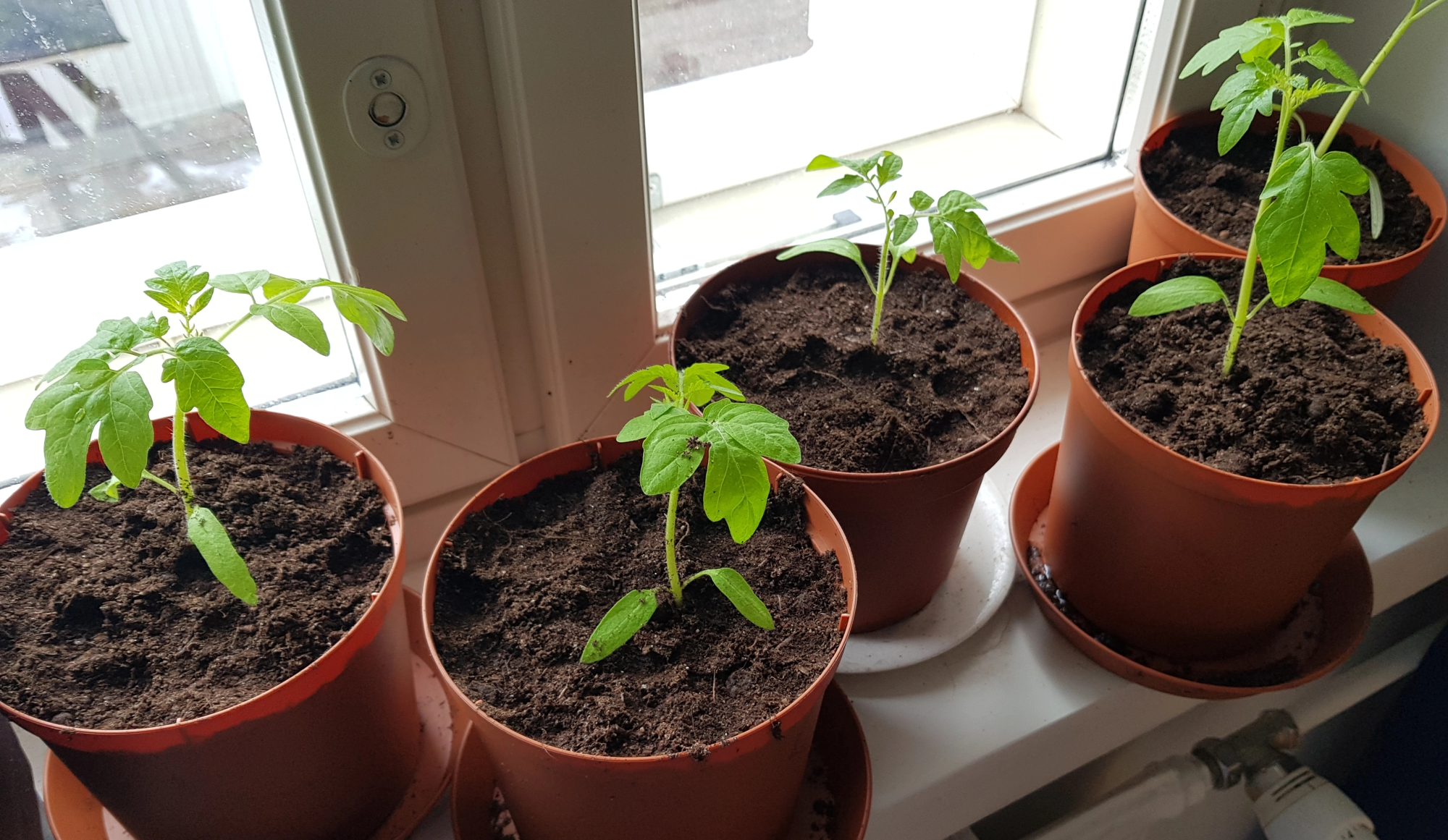 Tomaatin taimia ikkunalaudalla muovisissa istutusruukuissa.