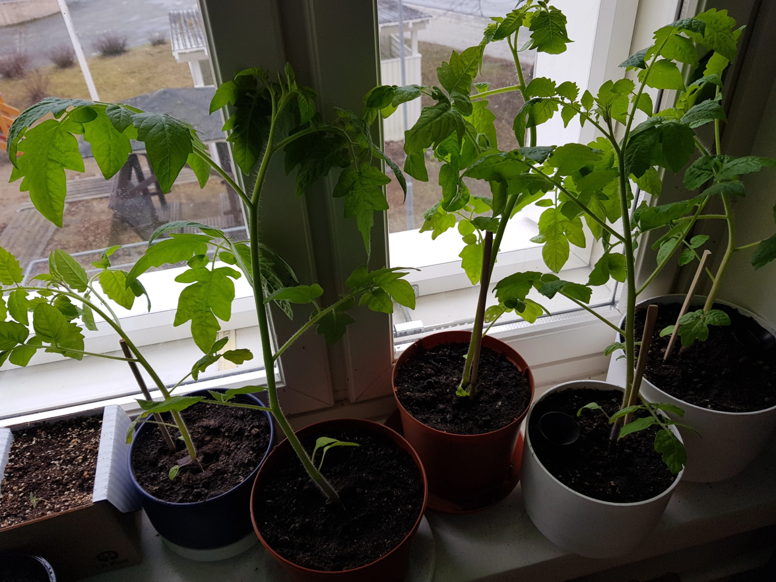 Suuria tomaatin taimia ikkunalaudalla